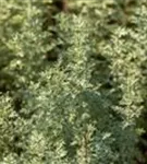 Echter Wermut - Artemisia absinthium