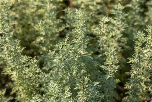 Echter Wermut - Artemisia absinthium