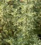 Echter Wermut - Artemisia absinthium