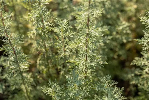 Echter Wermut - Artemisia absinthium