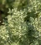 Echter Wermut - Artemisia absinthium