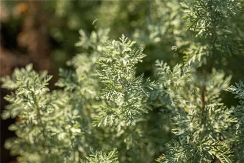 Echter Wermut - Artemisia absinthium