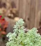 Echter Wermut - Artemisia absinthium