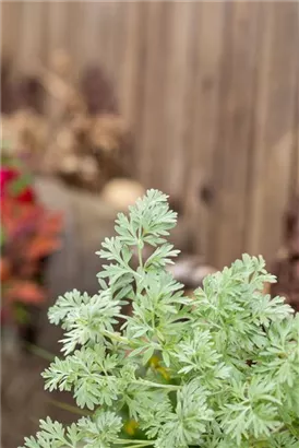 Echter Wermut - Artemisia absinthium