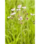 Schwanenblume - Butomus umbellatus