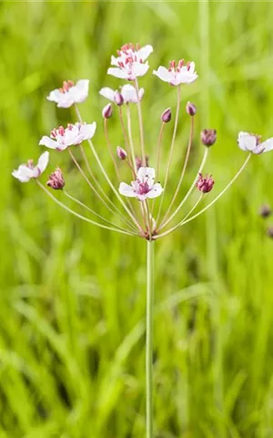 Butomus umbellatus