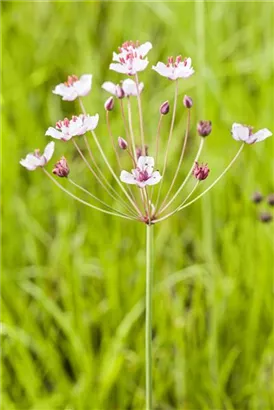 Schwanenblume - Butomus umbellatus