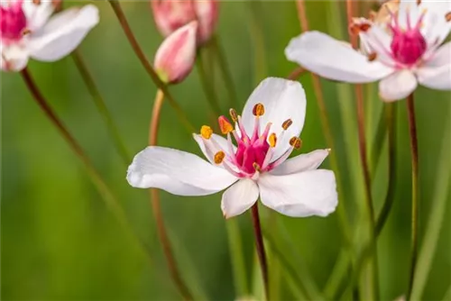 Schwanenblume - Butomus umbellatus