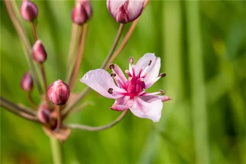 Schwanenblume - Butomus umbellatus