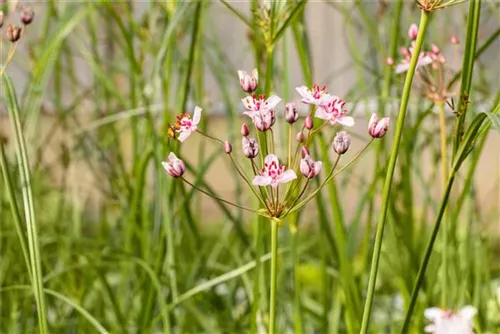 Schwanenblume - Butomus umbellatus