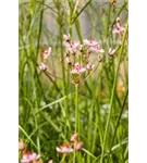 Schwanenblume - Butomus umbellatus