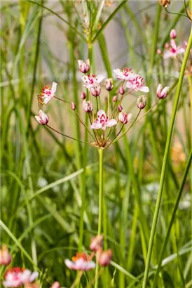 Schwanenblume - Butomus umbellatus