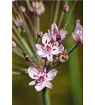 Schwanenblume - Butomus umbellatus