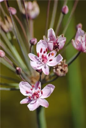 Schwanenblume - Butomus umbellatus