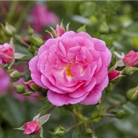 Historische Rosen im eigenen Garten