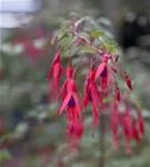 Garten-Fuchsie - Fuchsia magellanica 'Riccartonii'