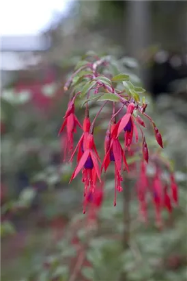 Garten-Fuchsie - Fuchsia magellanica 'Riccartonii'