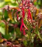 Garten-Fuchsie - Fuchsia magellanica 'Riccartonii'