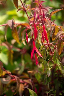 Garten-Fuchsie - Fuchsia magellanica 'Riccartonii'