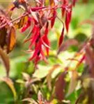 Garten-Fuchsie - Fuchsia magellanica 'Riccartonii'