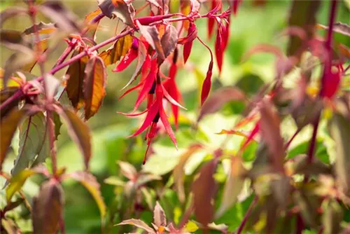 Garten-Fuchsie - Fuchsia magellanica 'Riccartonii'