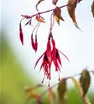 Garten-Fuchsie - Fuchsia magellanica 'Riccartonii'