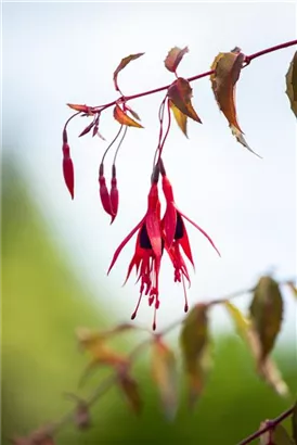 Garten-Fuchsie - Fuchsia magellanica 'Riccartonii'