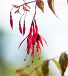 Garten-Fuchsie - Fuchsia magellanica 'Riccartonii'