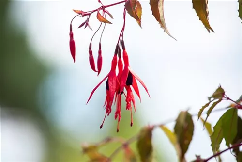 Garten-Fuchsie - Fuchsia magellanica 'Riccartonii'