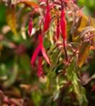 Garten-Fuchsie - Fuchsia magellanica 'Riccartonii'