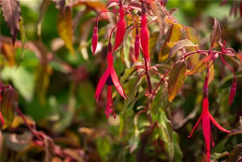 Garten-Fuchsie - Fuchsia magellanica 'Riccartonii'