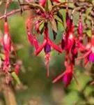 Garten-Fuchsie - Fuchsia magellanica 'Riccartonii'