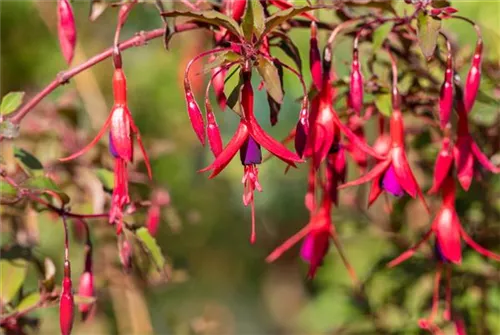 Garten-Fuchsie - Fuchsia magellanica 'Riccartonii'