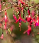 Garten-Fuchsie - Fuchsia magellanica 'Riccartonii'