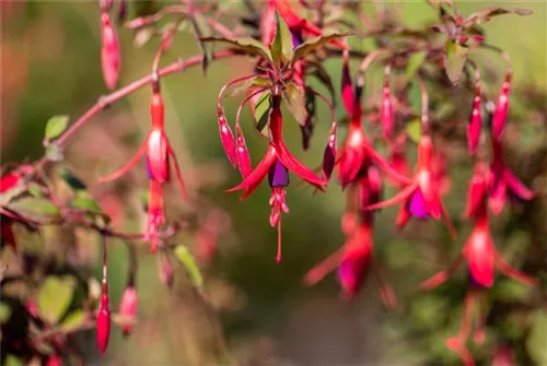 Garten-Fuchsie - Fuchsia magellanica 'Riccartonii'