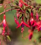 Garten-Fuchsie - Fuchsia magellanica 'Riccartonii'