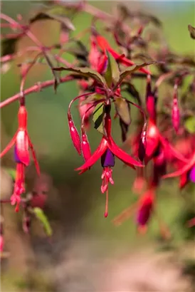 Garten-Fuchsie - Fuchsia magellanica 'Riccartonii'