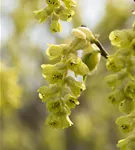 Hohe Scheinhasel - Corylopsis spicata