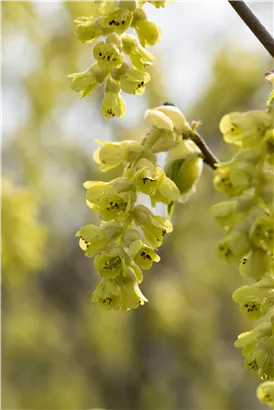 Hohe Scheinhasel - Corylopsis spicata