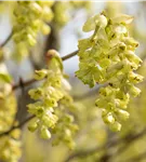 Hohe Scheinhasel - Corylopsis spicata