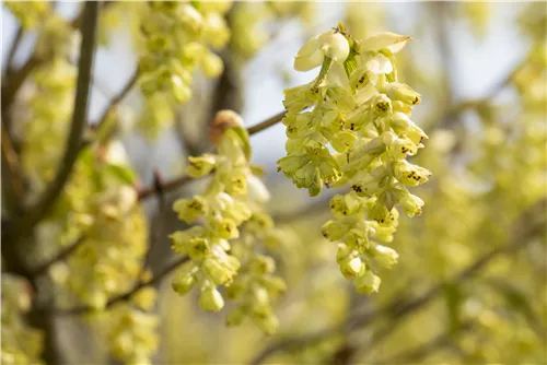 Hohe Scheinhasel - Corylopsis spicata