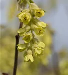 Hohe Scheinhasel - Corylopsis spicata