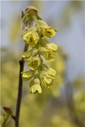 Hohe Scheinhasel - Corylopsis spicata