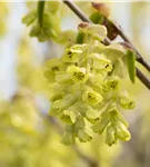 Hohe Scheinhasel - Corylopsis spicata