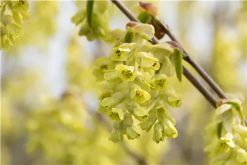 Hohe Scheinhasel - Corylopsis spicata