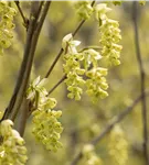 Hohe Scheinhasel - Corylopsis spicata