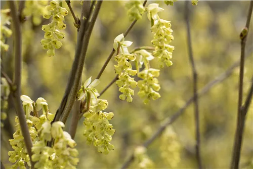 Hohe Scheinhasel - Corylopsis spicata