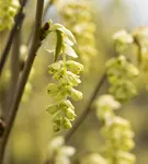 Hohe Scheinhasel - Corylopsis spicata