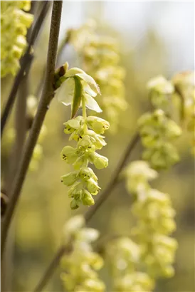 Hohe Scheinhasel - Corylopsis spicata