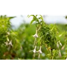 Garten-Fuchsie - Fuchsia magellanica var.alba